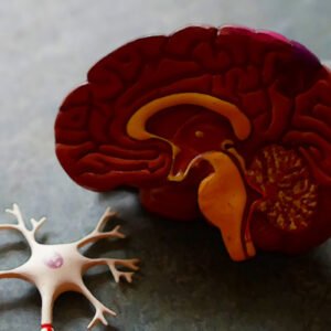 פרק 5 – מה יש לך במוח?! – או פסיכופיזיולוגיה