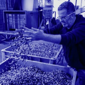 פרק 289: האם שמן הזית הישראלי עומד להיעלם?